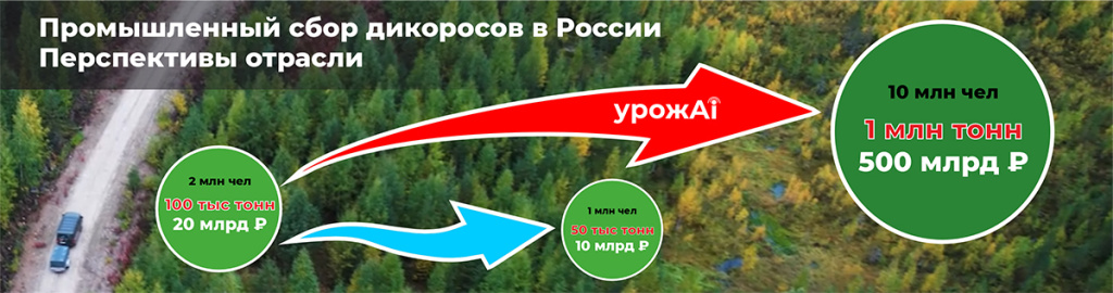 Искусственный интеллект поможет россиянам собирать больше ягод и грибов - 3